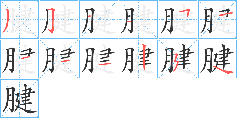 腱字的笔顺